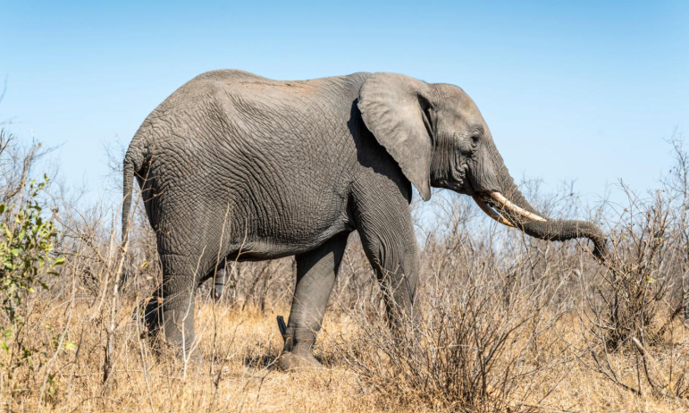African Bush Elephant (Shoulder Height)