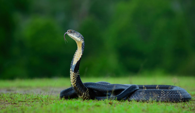 King Cobra